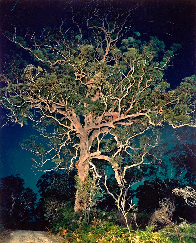    Land of Time     Gum and  Star Trails  1981  (Near Hardy’s Bay,  New South Wales) Print size variable 