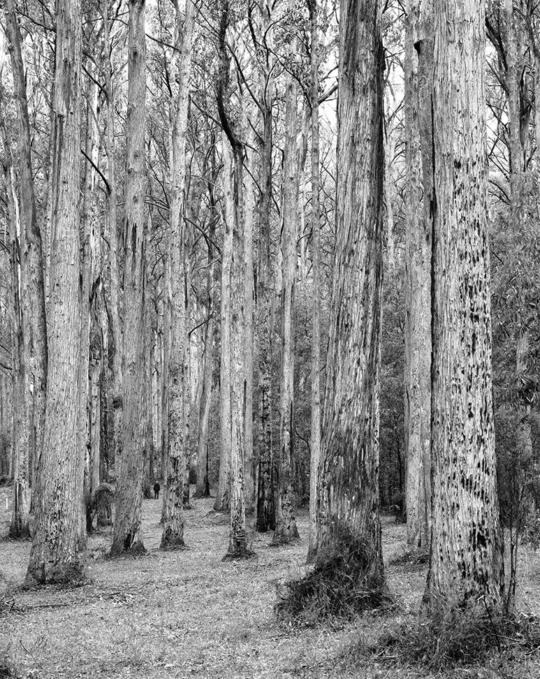    Foundation Photographs    Bet Witton,  Mountain Ash Forest,  Toolangi, VIC 2009 Print size variable  