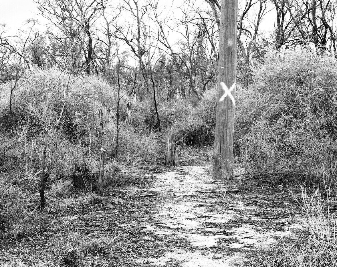    Foundation Photographs     Tree Marked For Removal , near Mildura, VIC 2009  Print size variable    