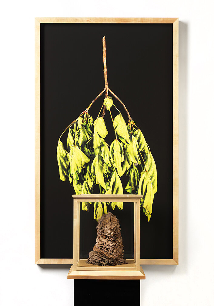    Wonders In The Woods    Wilt  2020  (Installation view)  Framed work: 127.5cm x 73.5cm Object: 38cm x 35cm x 35cm Cloth-covered plinth  