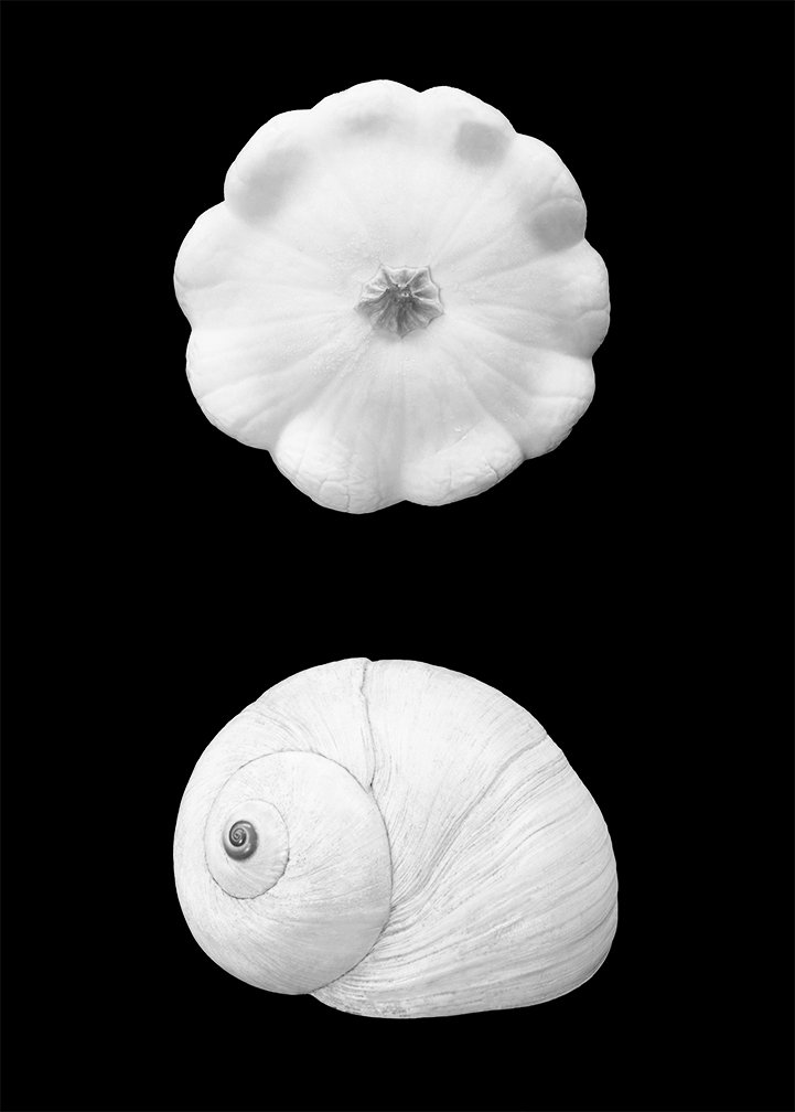    Duologue    Similar Forms: Vegetable &amp; Mineral / Land &amp; Sea  2015   (A Moon Snail shell from California &amp; a squash from a friend’s garden in Adelaide, South Australia) 110cm x 78.7cm Archival pigment print 