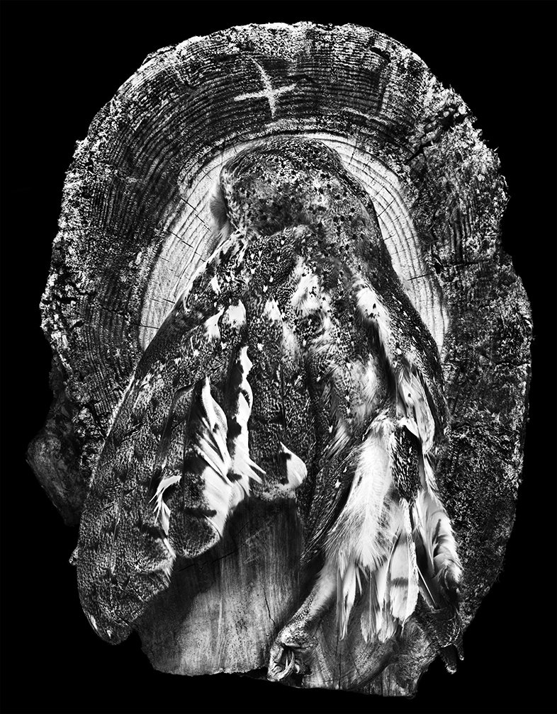    Spiritual    Owl Ascending  2014,  (Image revised 2022) 120cm x 75.5cm Archival pigment print on 310gsm cotton rag paper  
