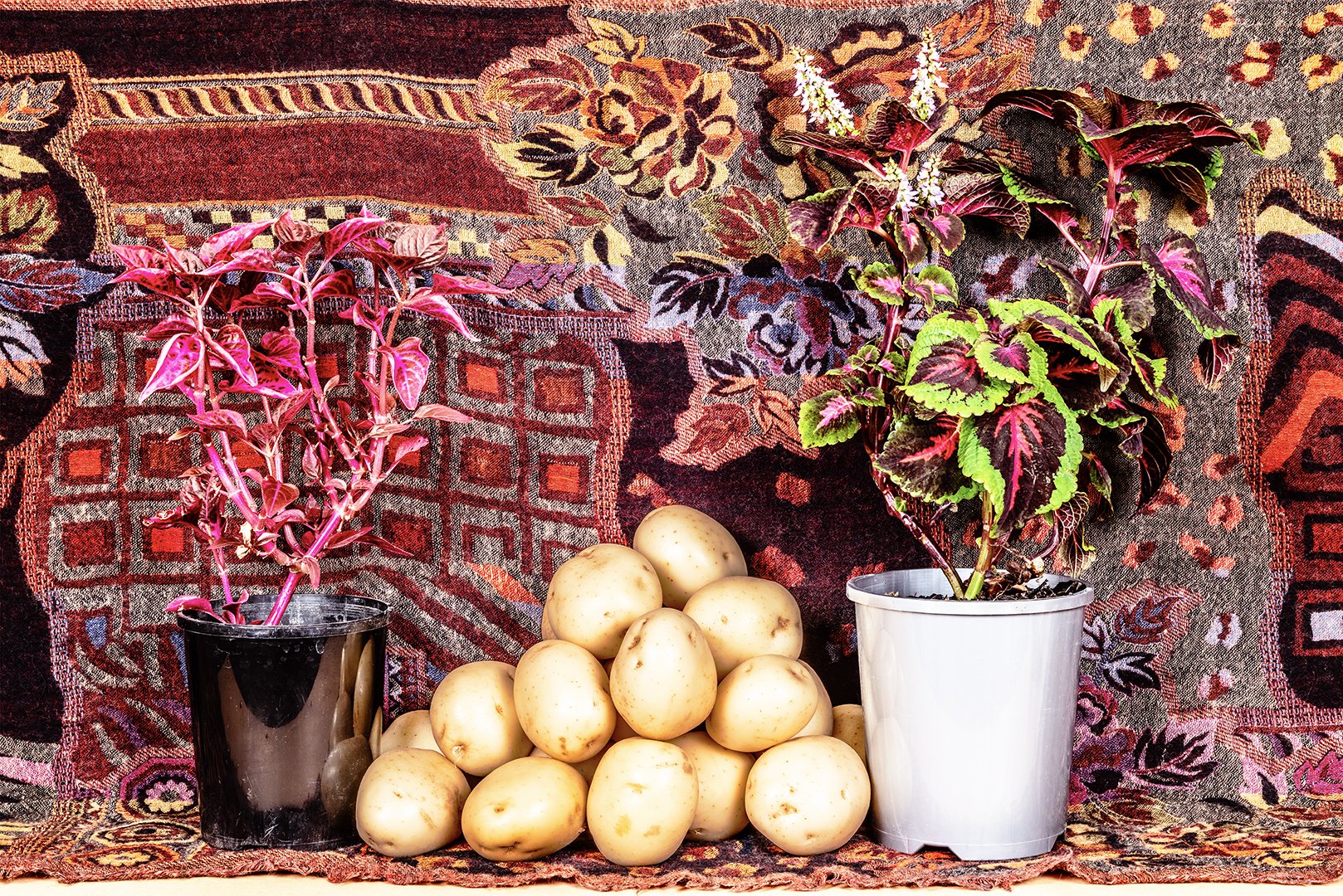     Chance Encounters    A Pair of Pot Plants &amp; A Pile of Potatoes  2023 72cm X 108cm Archival pigment print  on 310gsm cotton rag   