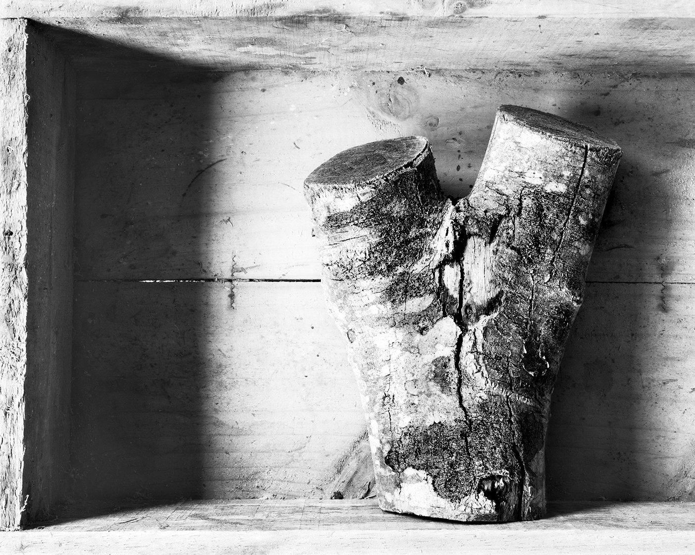    Wonders In The Woods     Log In A Box  2010 62cm x 77.5cm Archival pigment print  