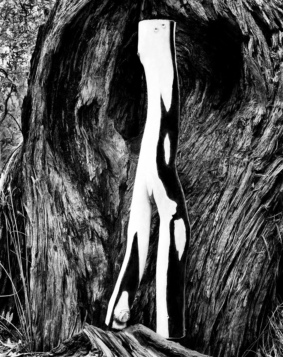    Wonders In The Woods     Bush Sprite  2010 90cm x 71.5cm Archival pigment print   