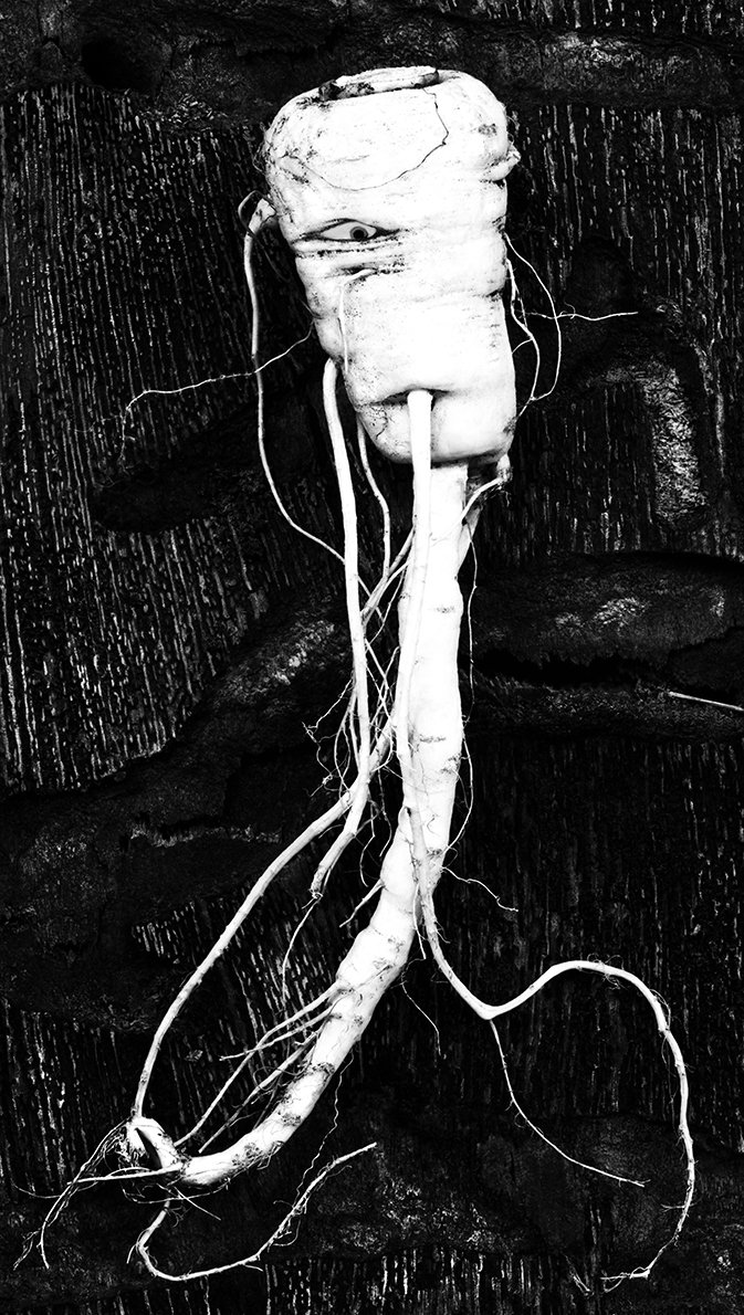    Wonders In The Woods    A Portrait Of The Parsnip As A  Young Octopus  2015 130cm x 73.5cm Archival pigment print 