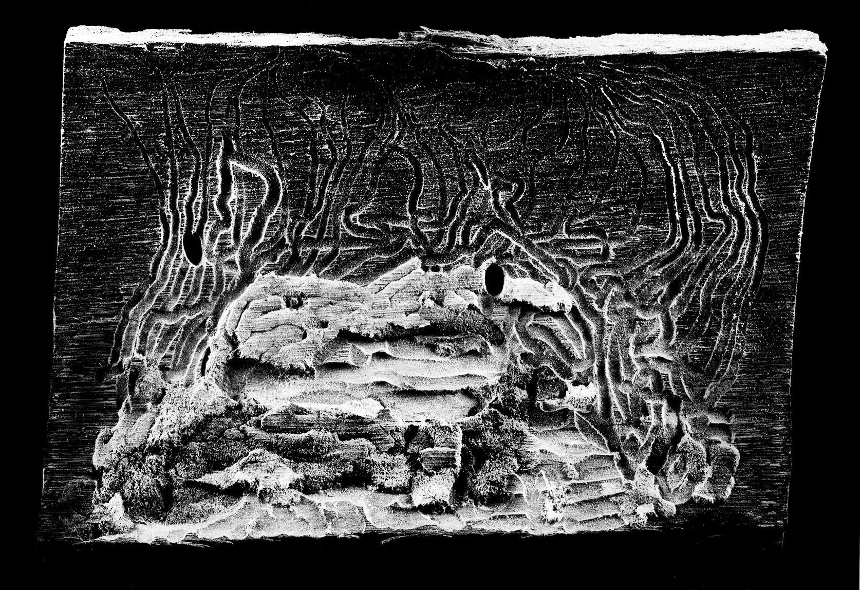    Wonders In The Woods     A Wood-Boring Beetle’s Drawing On Bark #2 , 2013  80cm x 116.5cm Archival pigment print 