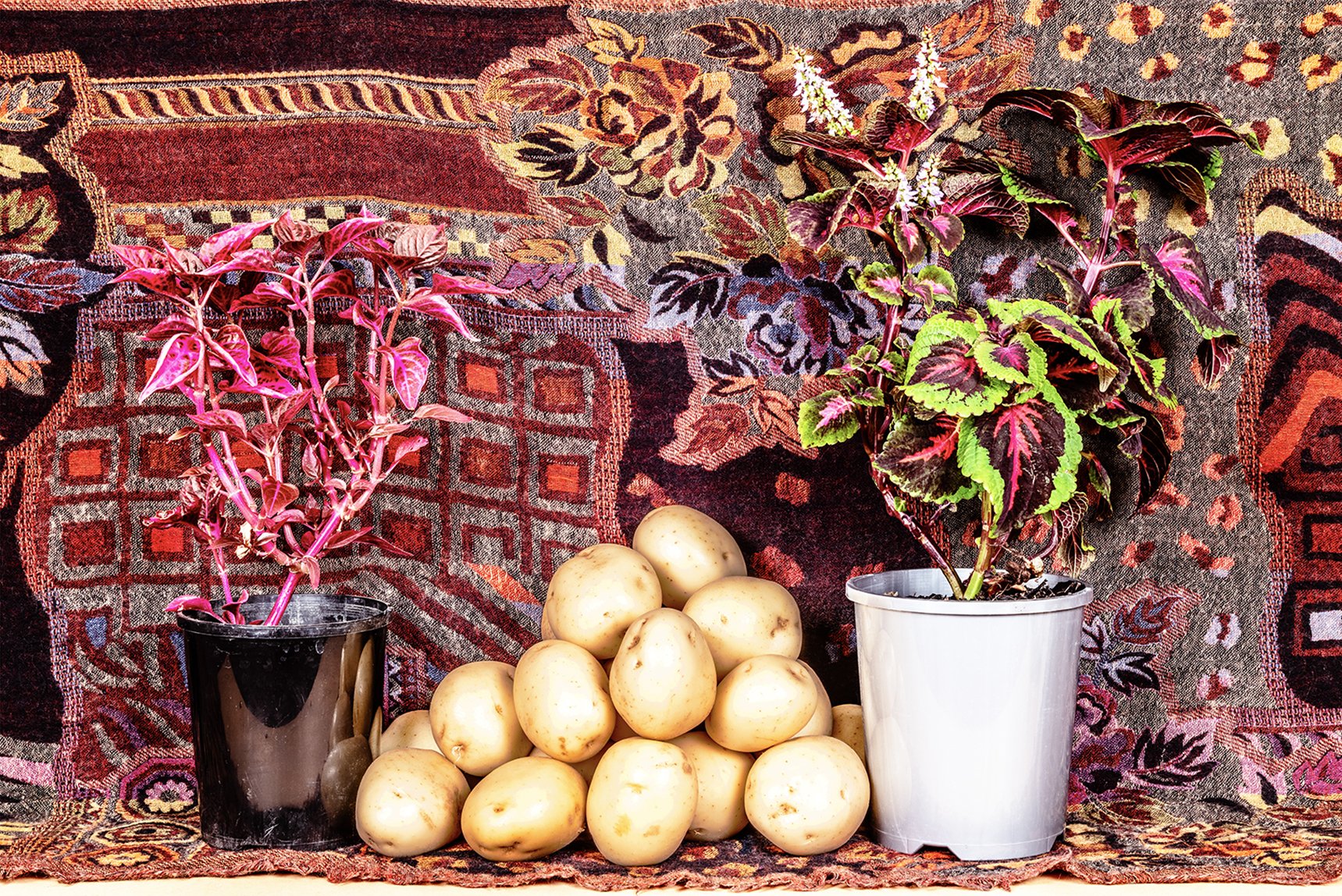    Chance Encounters  gallery   A Pair of Pot Plants &amp; A Pile of Potatoes  2023 72cm X 108cm  