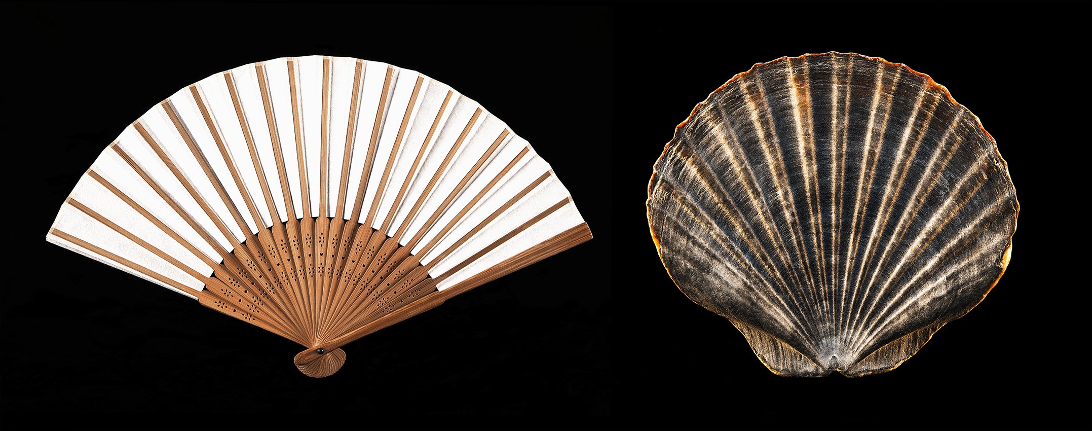    Duologue  gallery   The True Story of a Designer's  Inspiration  2020 (A Japanese fan; a found  seashell)  45cm x 114cm   