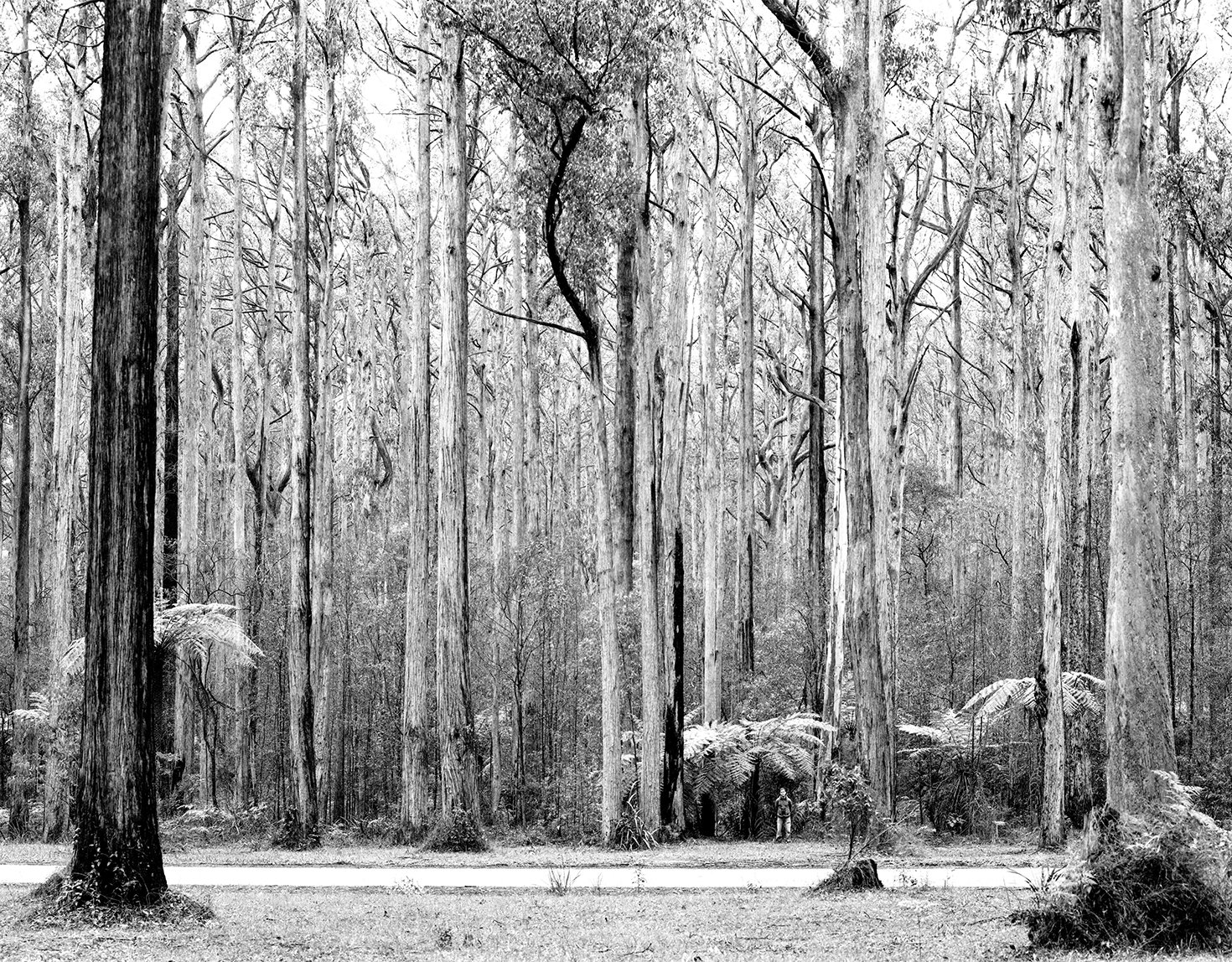    Foundation Photographs  gallery    Patrick Witton   &amp; Mountain Ash  Forest , Toolangi, VIC 2009  Print size variable  