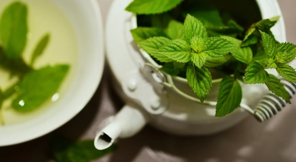 peppermint-2496361_960_720.jpg