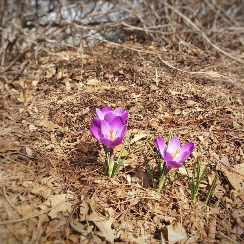 spring.jpeg