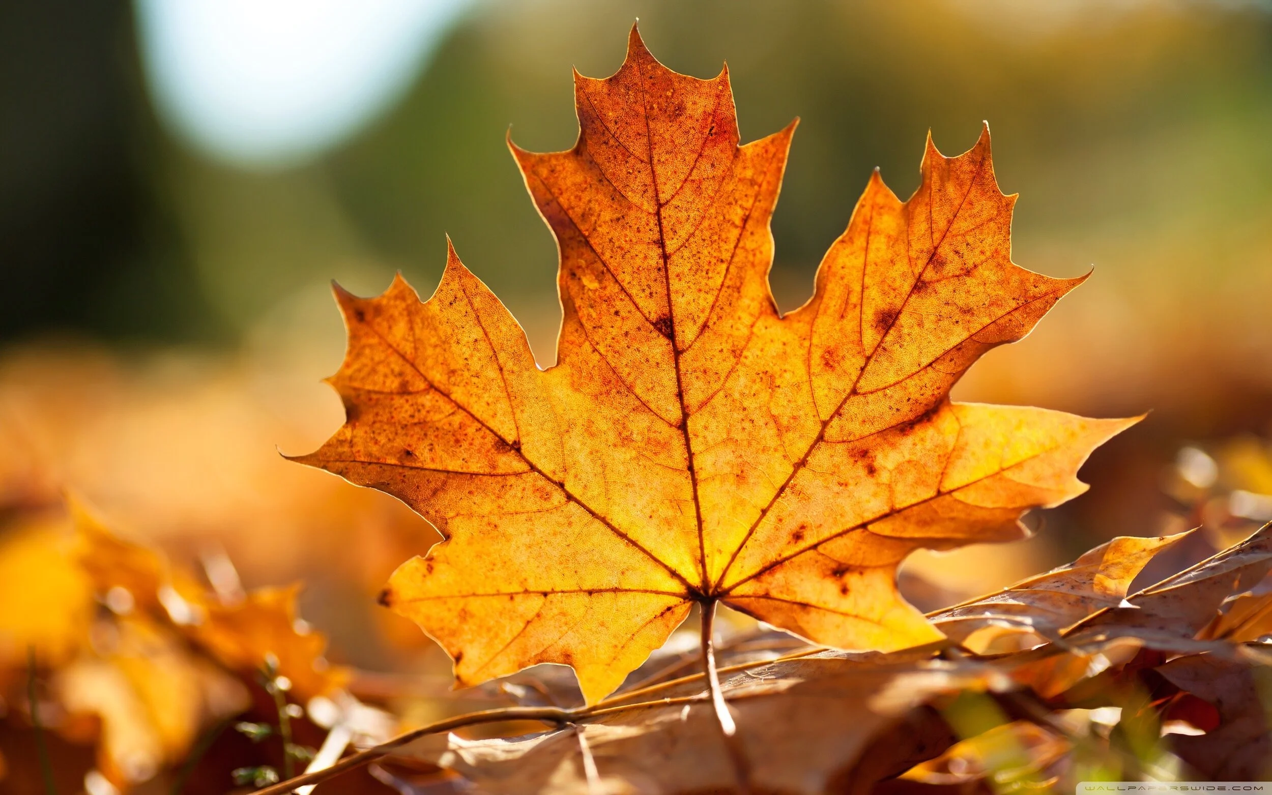 leaf.jpg