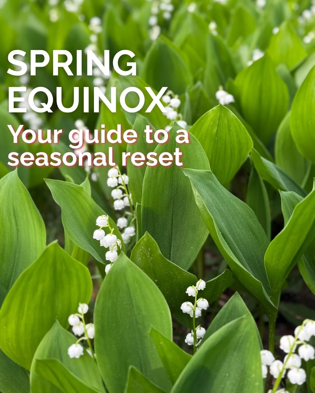 Happy Spring Equinox! 🌱

In Traditional Chinese Medicine, this season is all about movement, detoxification, and flow - led by the Liver, your body&rsquo;s primary system for keeping everything circulating smoothly. 

If you&rsquo;ve been feeling a 