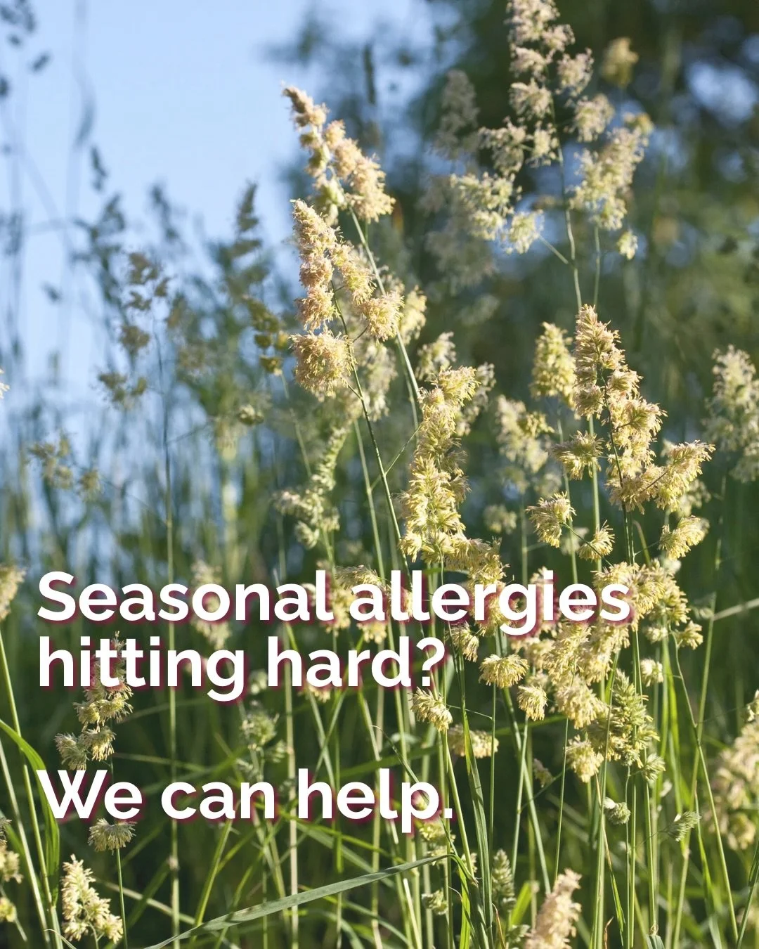 Seasonal allergies can leave you feeling foggy, congested, puffy, exhausted and constantly reaching for the tissues. 

Luckily, there are natural ways to support your body during allergy season. 

Acupuncture, Lymphatic Drainage, and Reflexology each