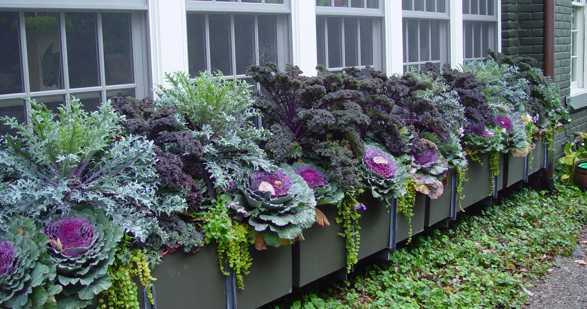 Fall Plantings