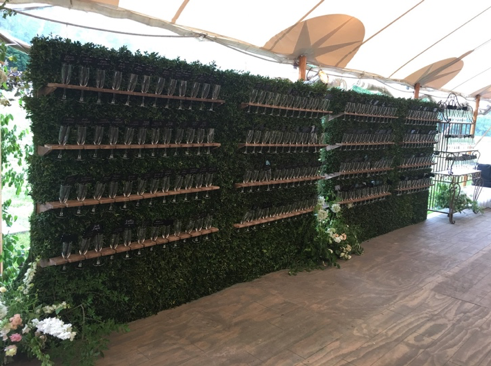 Boxwood Champagne.png