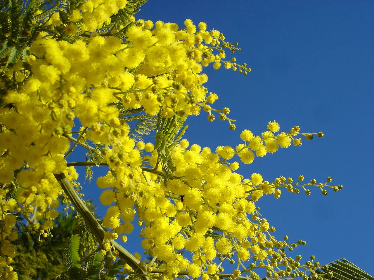 1280px-Mimosa2007.JPG