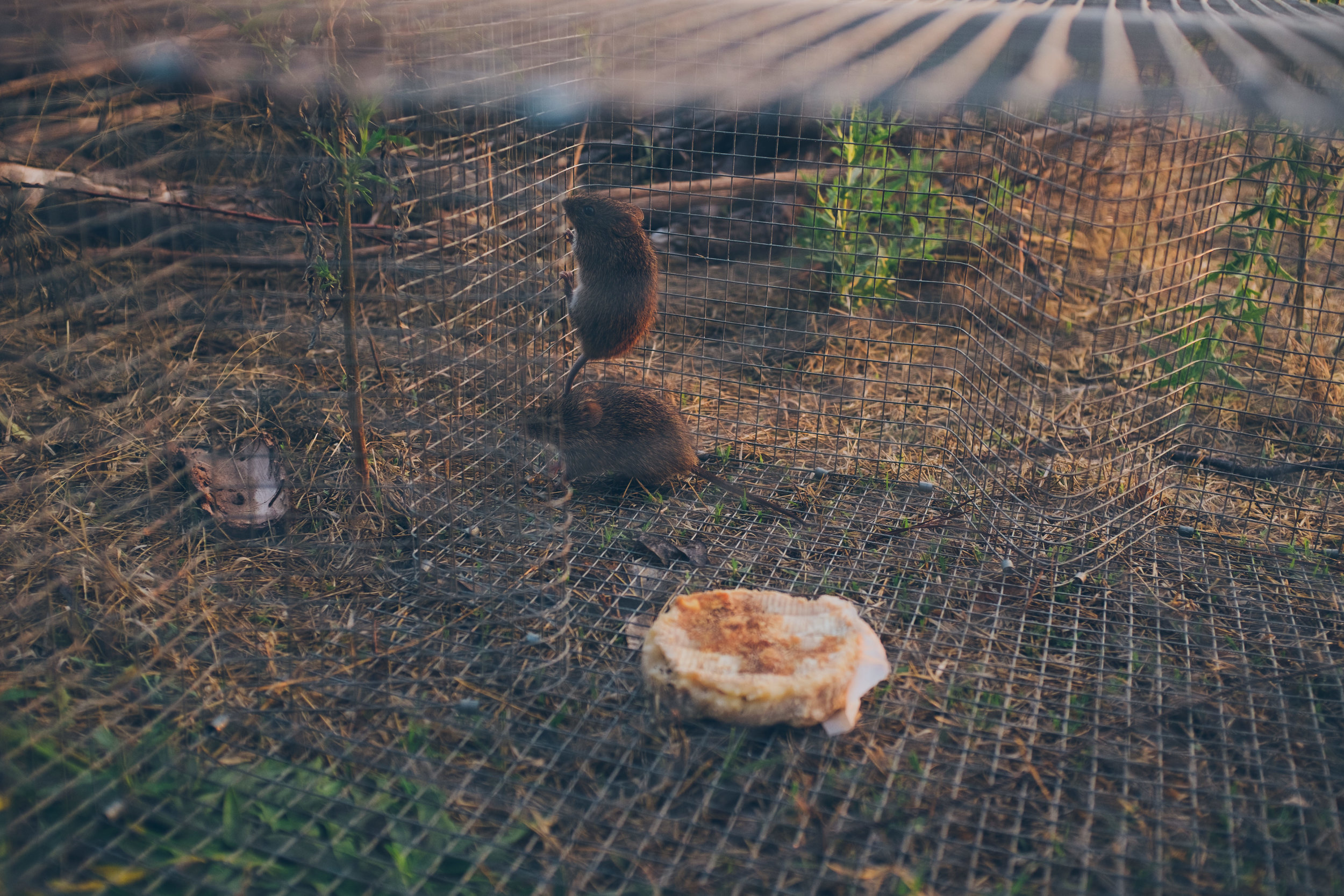  Marleigh, being the animal lover that she is, was ecstatic about these two rats when she discovered them. She would eventually sneak over and free these little guys while no one was looking for fear of their demise. 