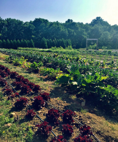 Campus Rep Kristina conquered her first week working at a farm this week! Kristina always takes it upon herself to "Eat a Rainbow Everyday!"