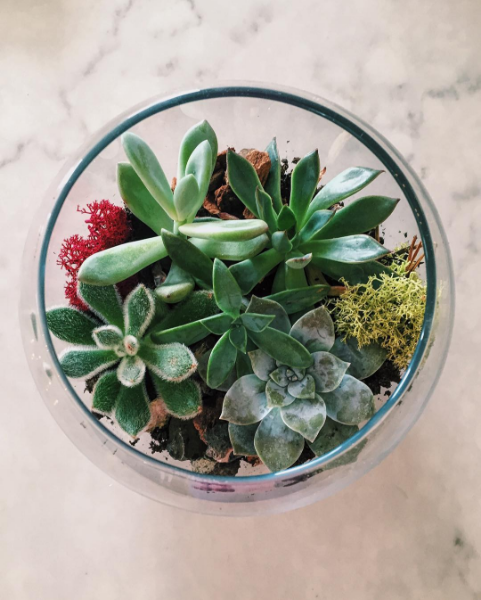 Campus Rep Sara B. shared this stunning photo of succulents! Succulents, although small, have a major aesthetic appeal we're feeling these days…