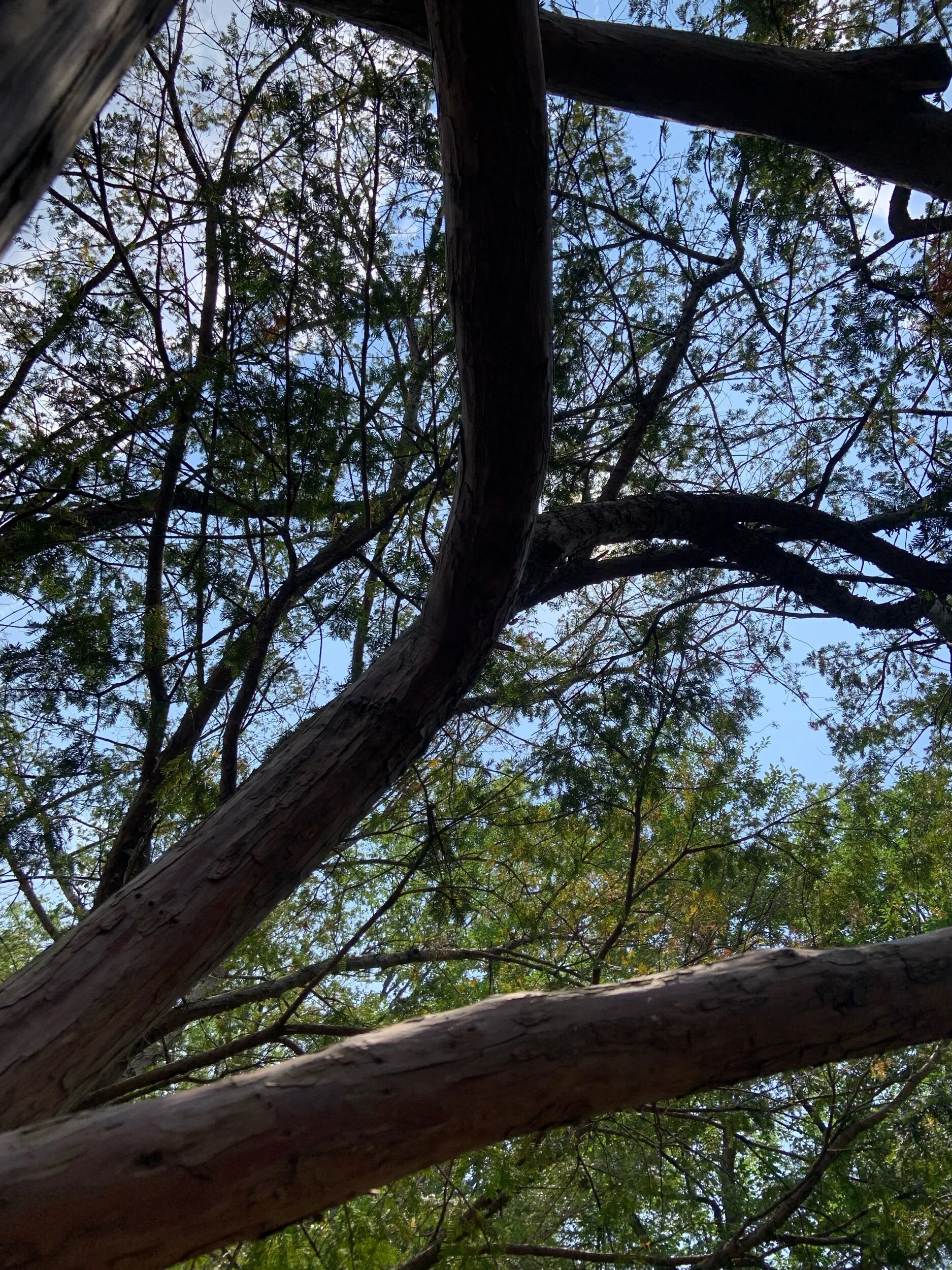 something like divine purpose