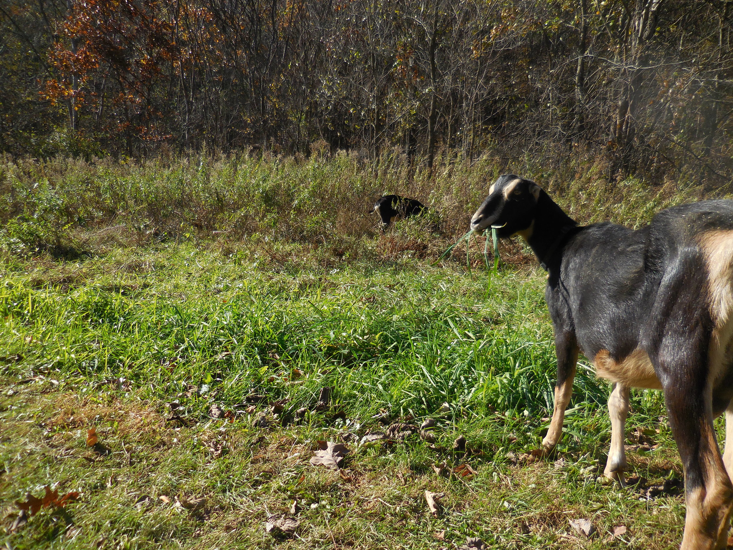  Alice enjoying grazing in the Fall 