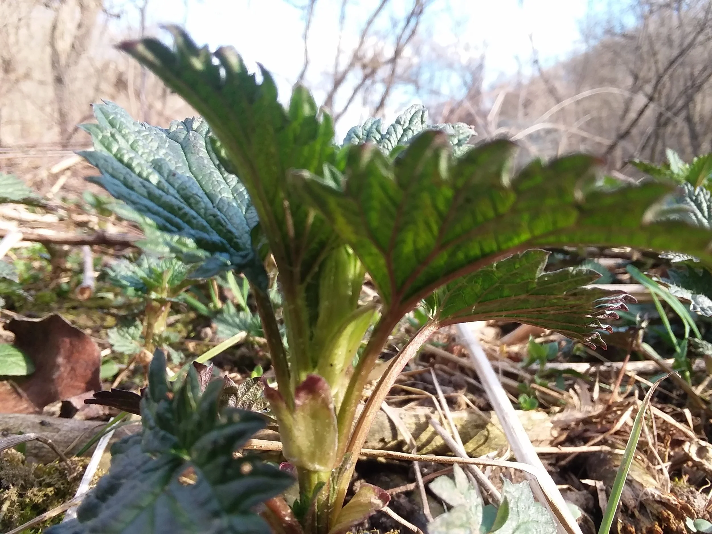 20190408_174446.jpg