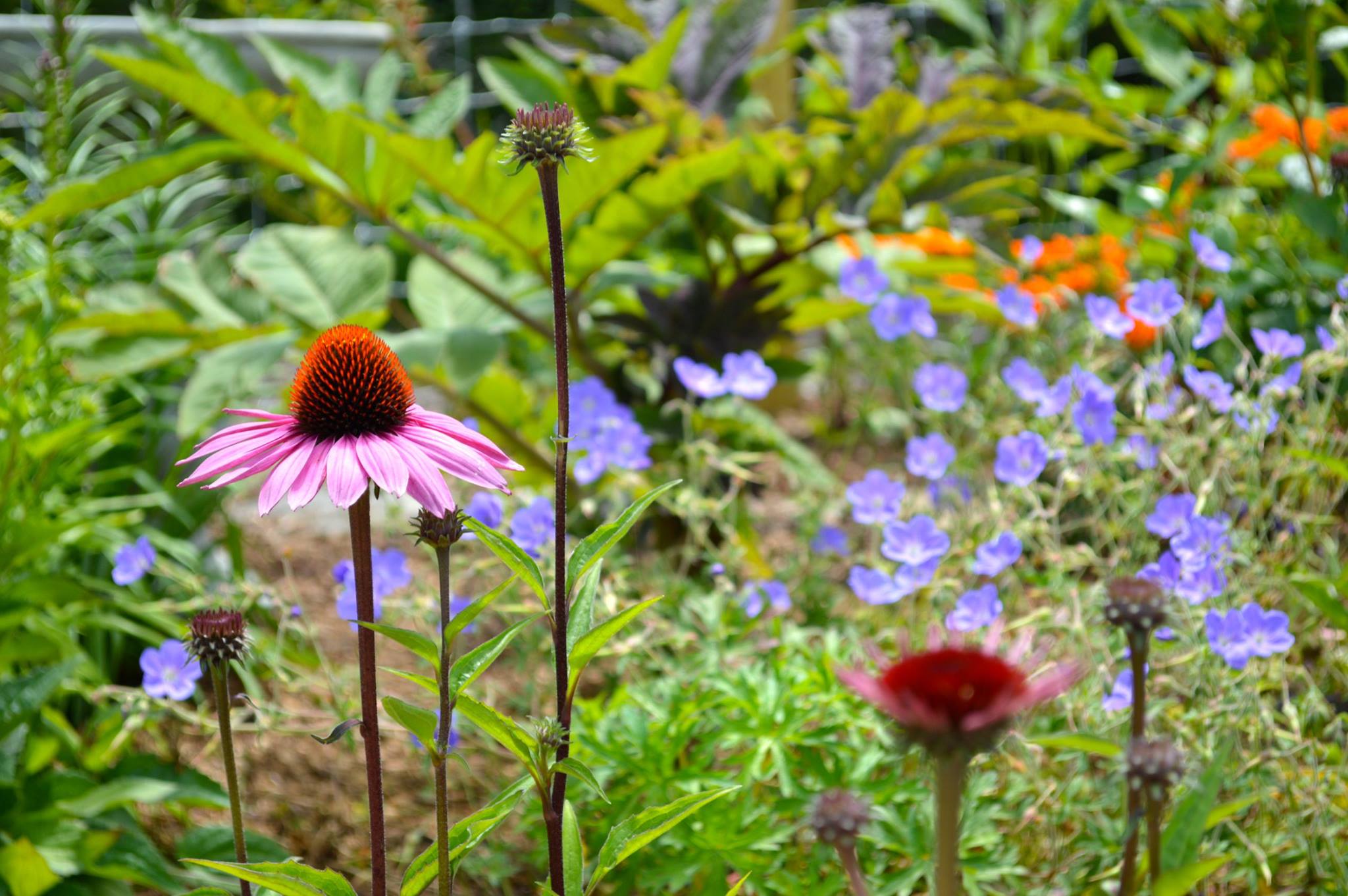 Nantucket Lighthouse School Pollinator Garden
