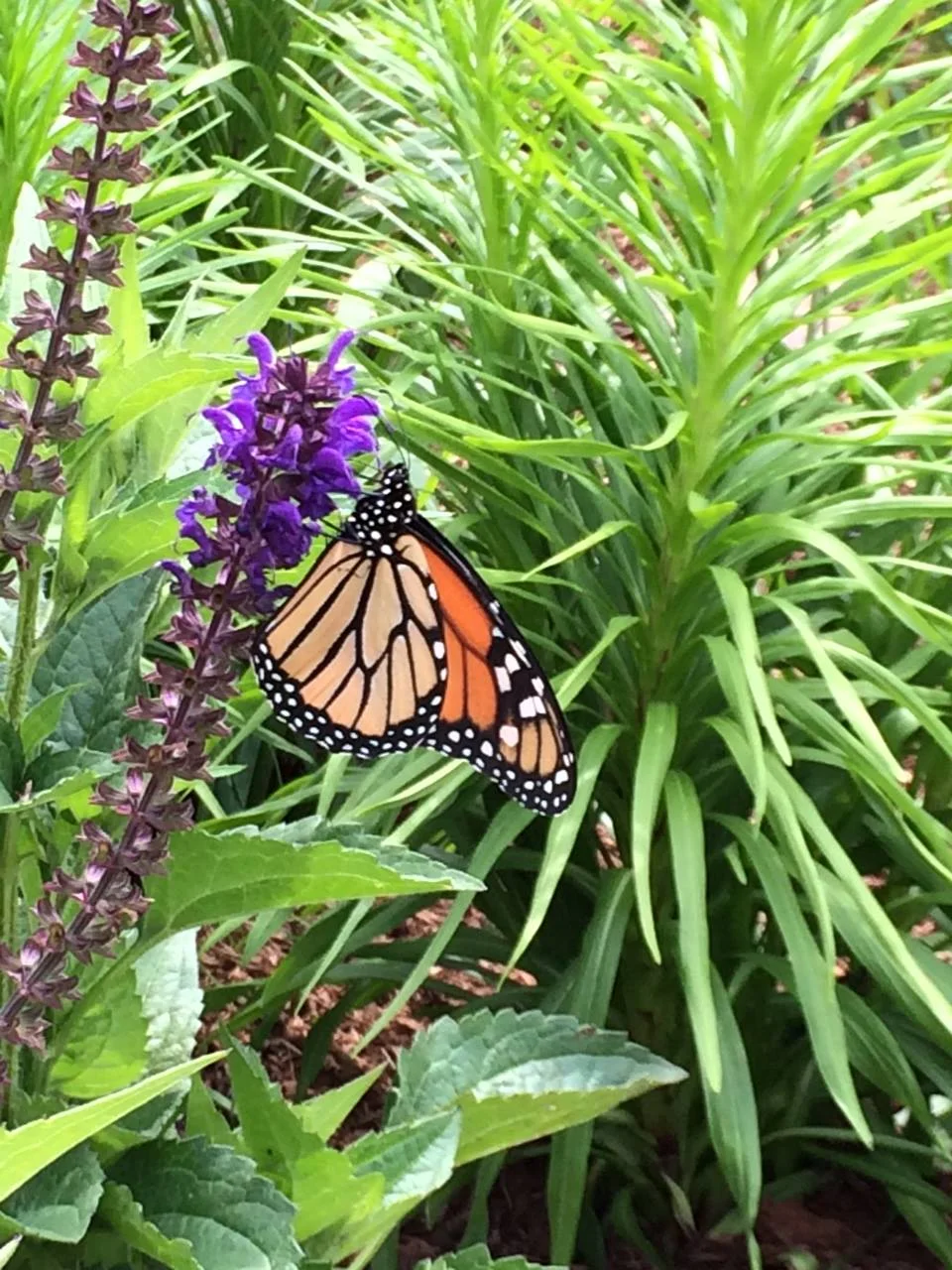 Nantucket Lighthouse School Pollinator Garden
