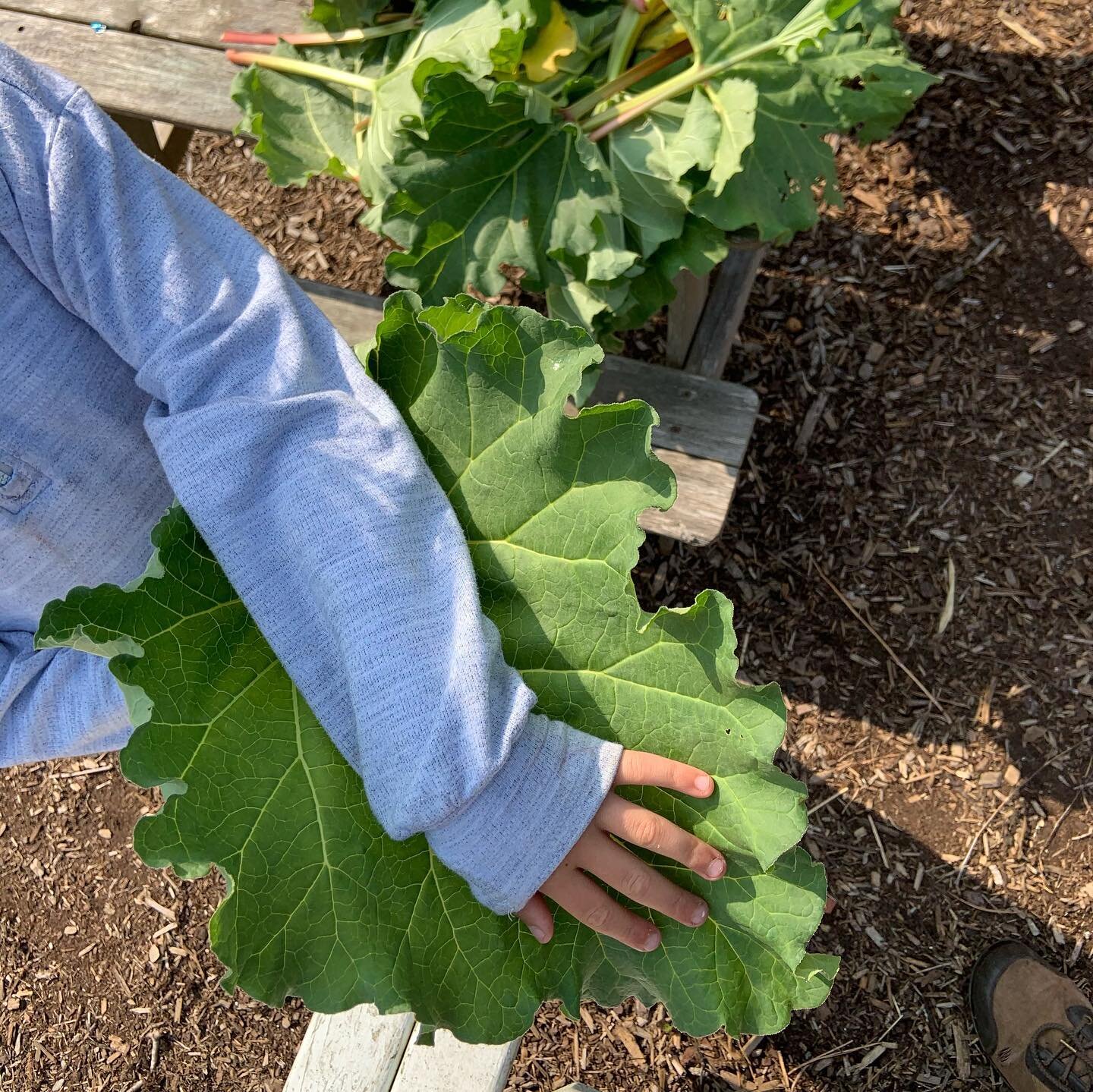 The students harvested fresh rhubarb from the horticulture garden today! 🧑🏼&zwj;🌾

🍃They couldn&rsquo;t believe how big the leafs were, and they made great hats. 

#nls #nantucketlighthouseschool #ack #nantucket #nantucketisland