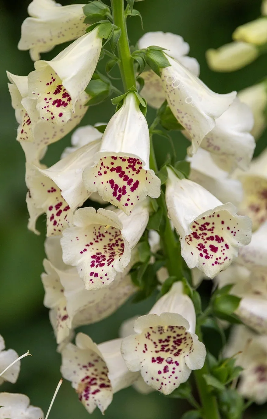 552A6730+copy (1).webp