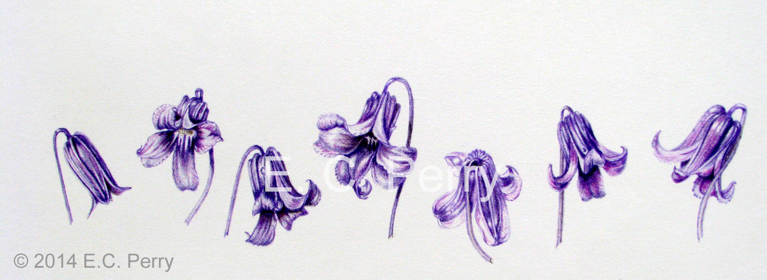 Clematis Study