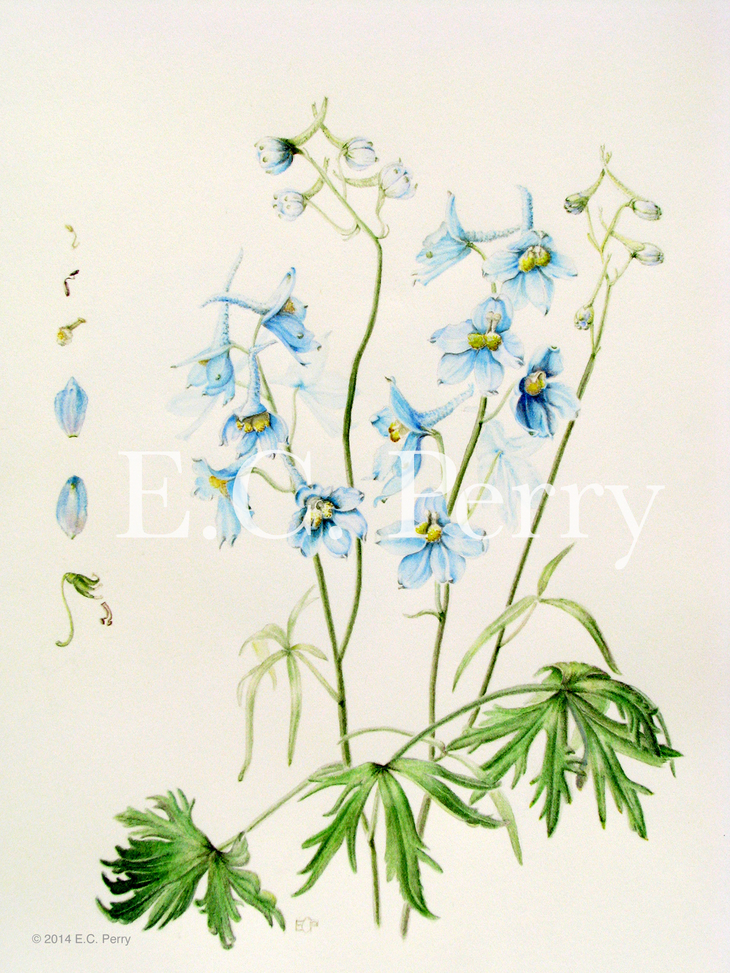 Larkspur