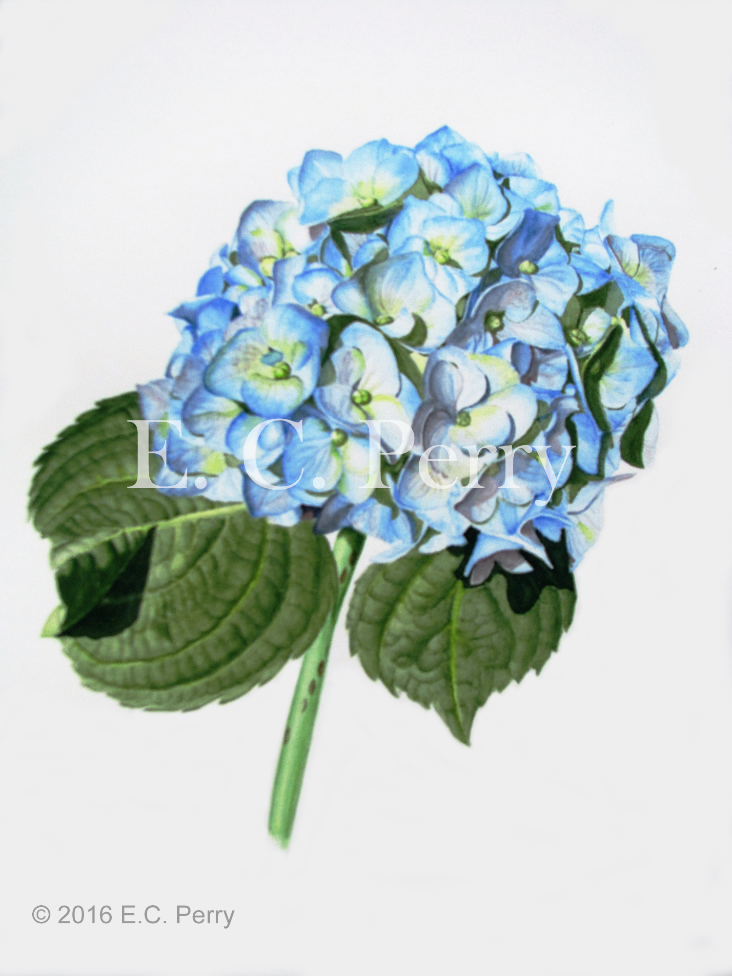 Hydrangea I