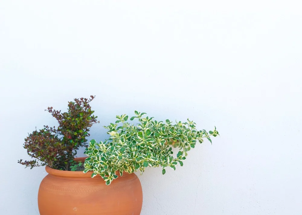 beautiful plant.jpg