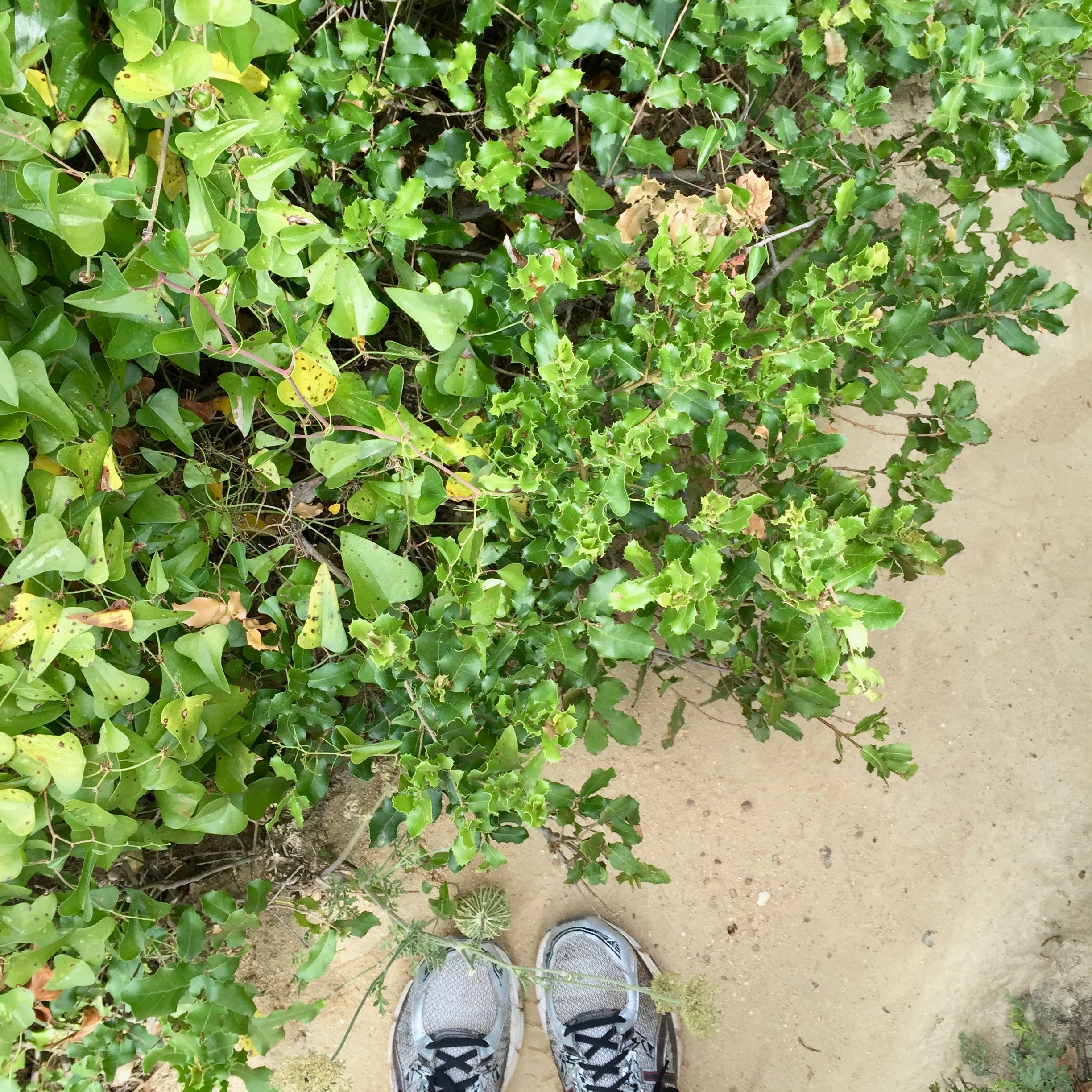 shoes in portugal.jpg