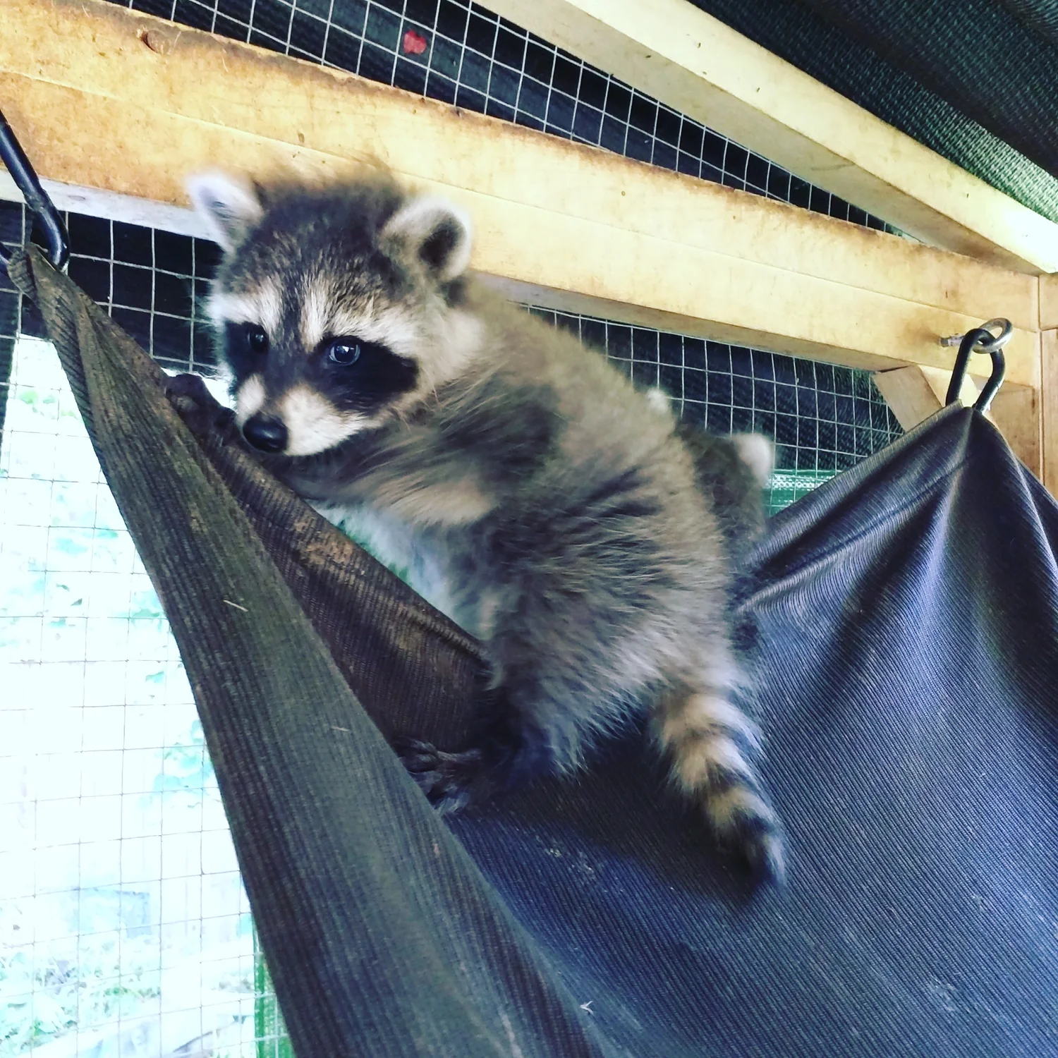 How to Survive a Hurricane Raccoon: Essential Safety Tips Revealed