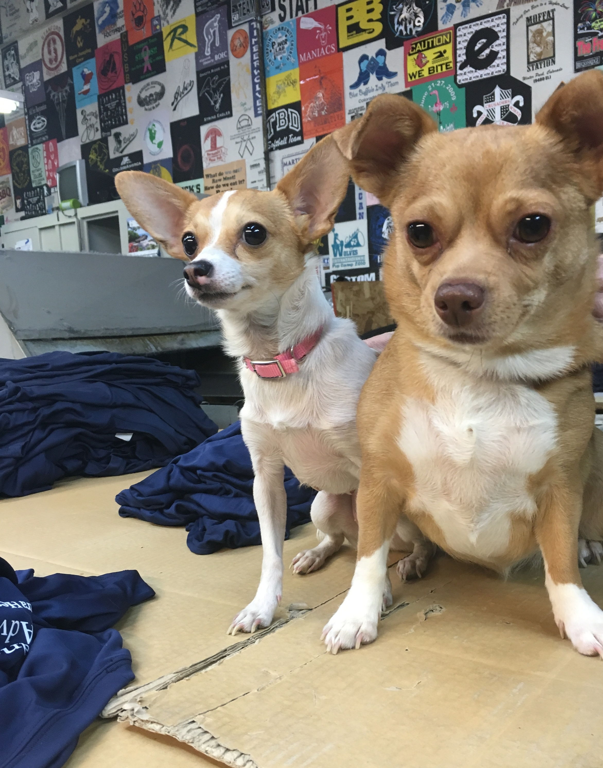 Our Helpers Lilly and Rally