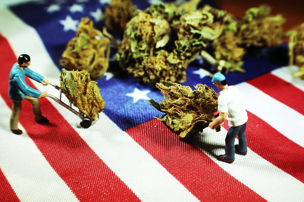 Cannabis image.jpg