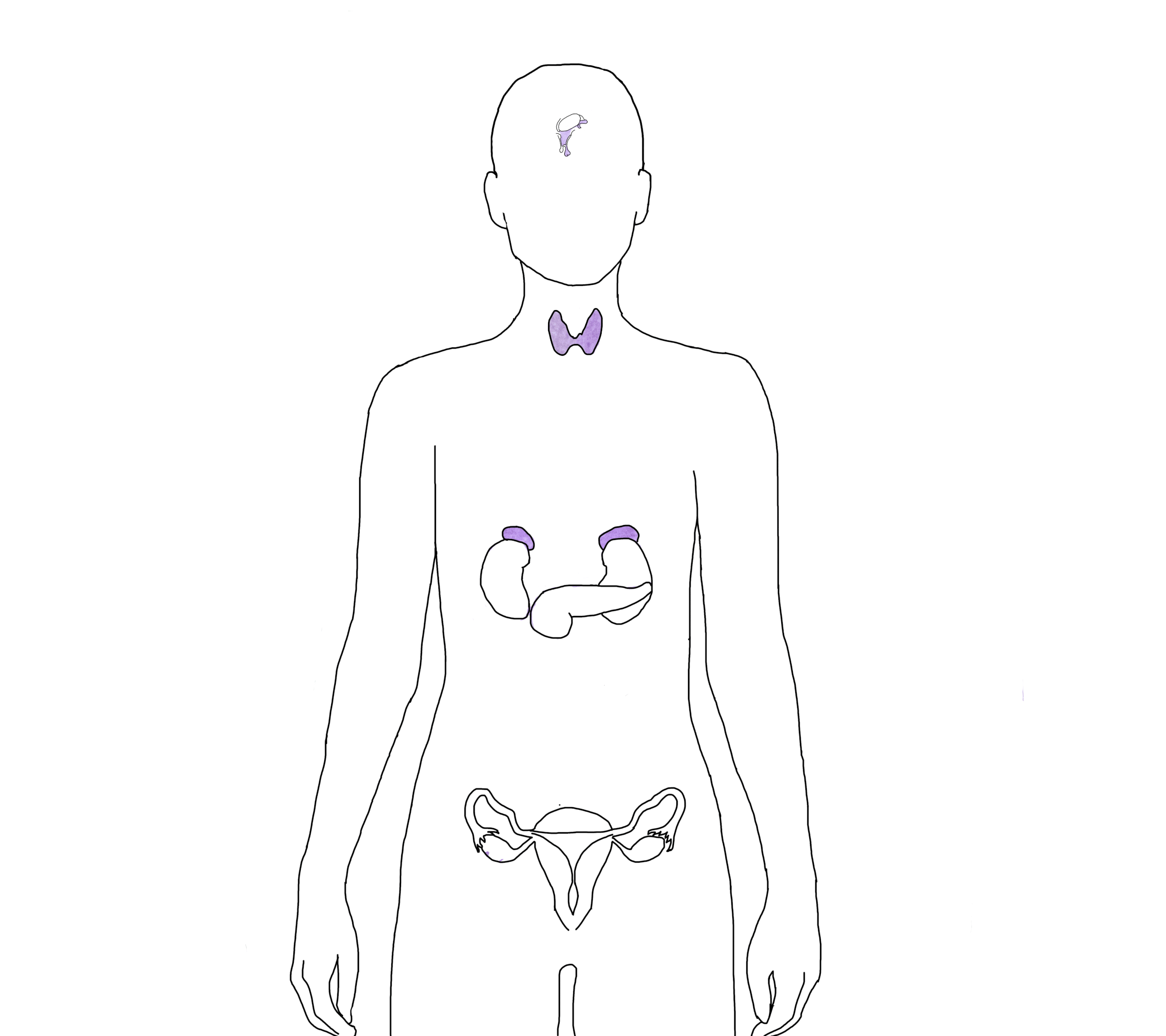 7BALANCEHORMONE-new.gif