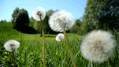 Oxygenate Green.gif