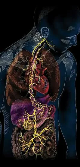 The vagus nerve—connection between body and mind, gut and brain.