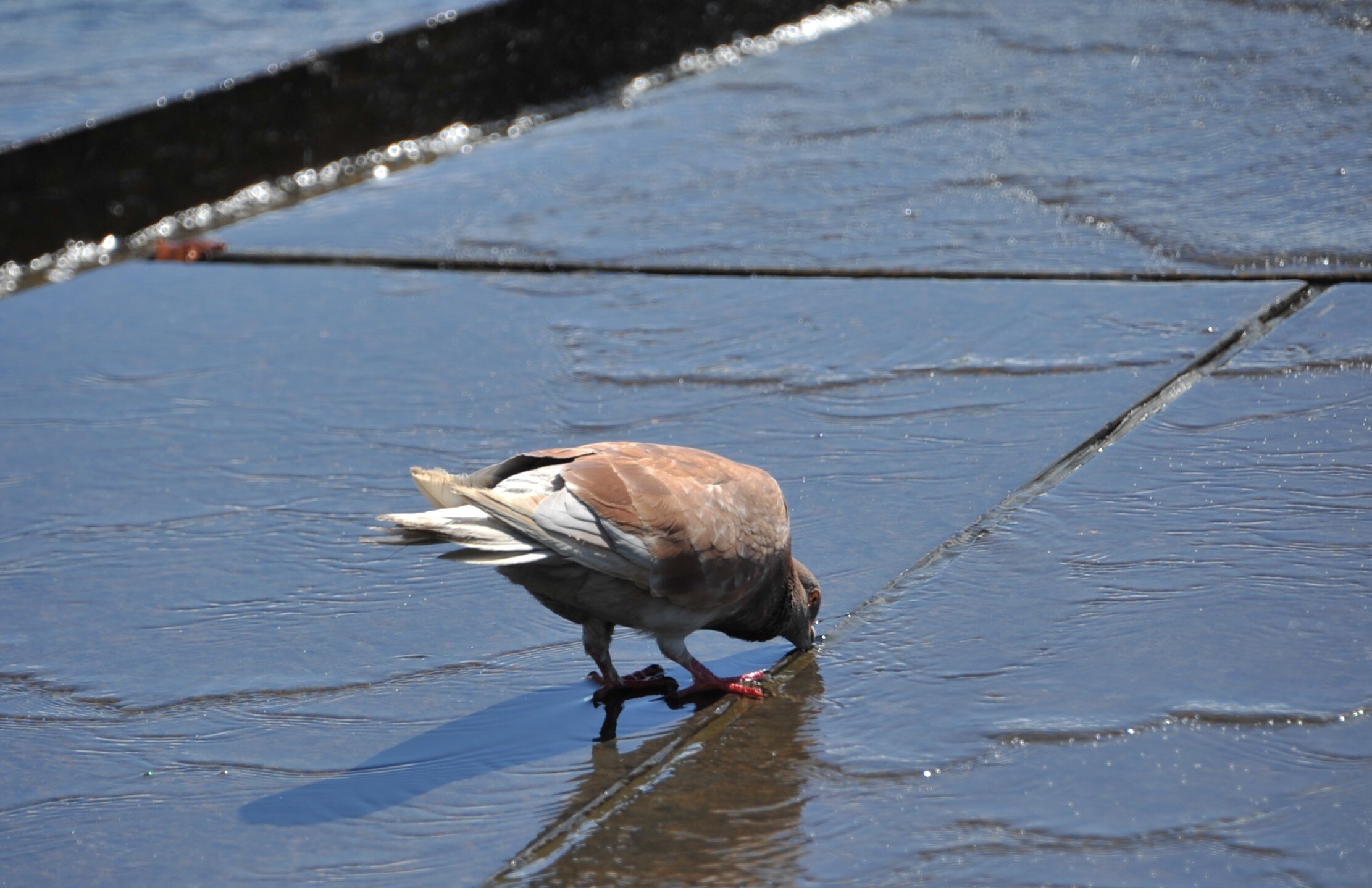A bird is standing on the wet ground, drinking water from a small puddle or stream.