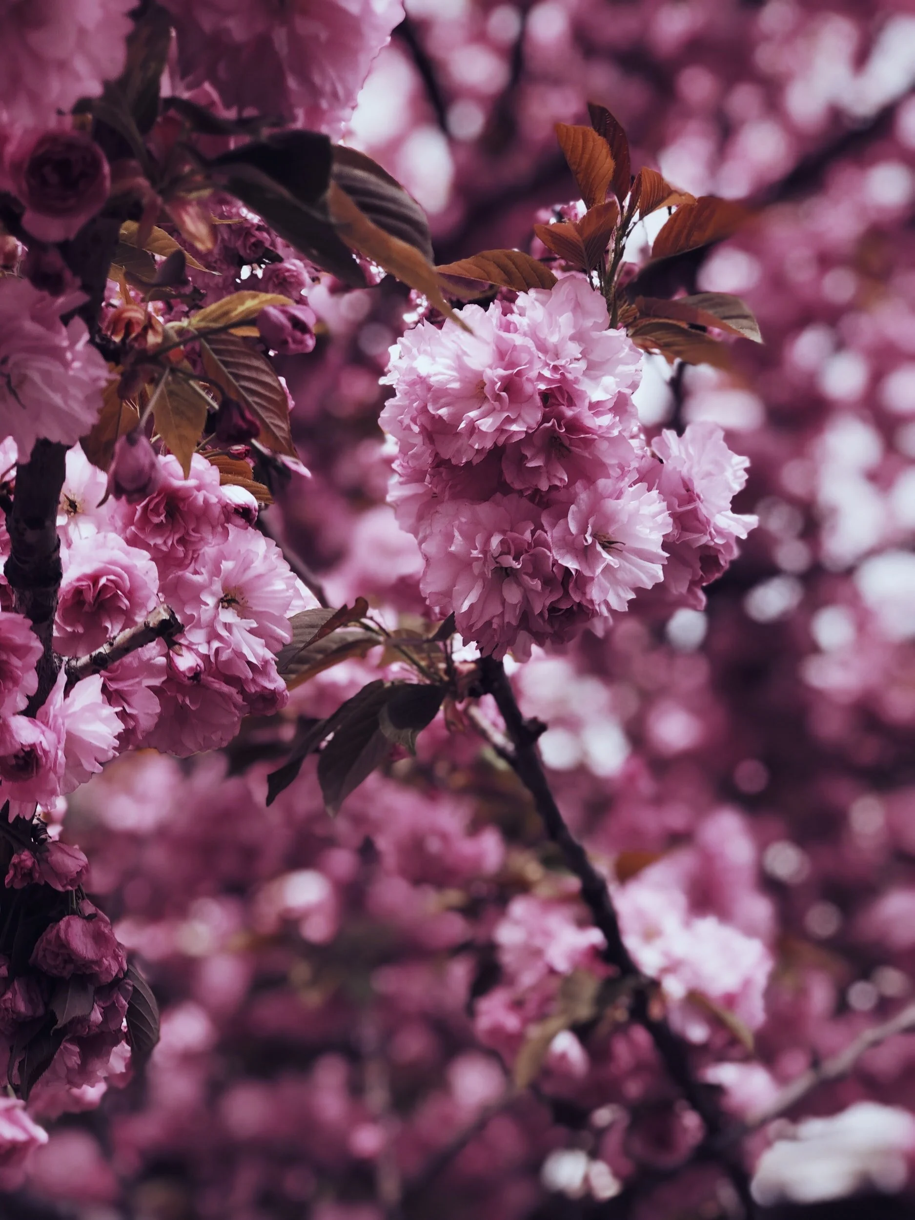 Close-up of pink cherry blossoms on a tree with a blurred background of more pink flowers and branches.