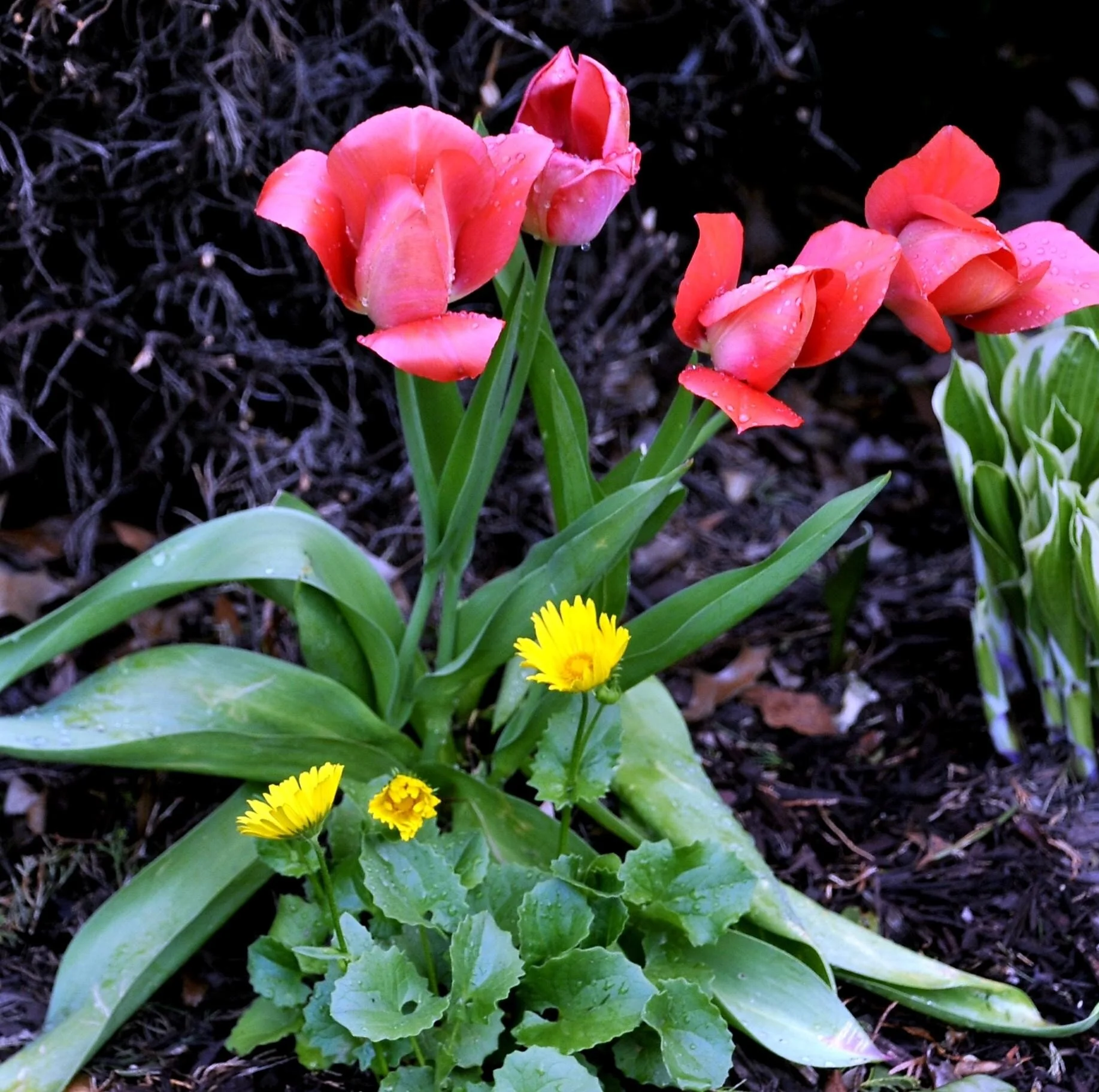 Pink tulips and yellow daisies growing in a garden bed with dark mulch.