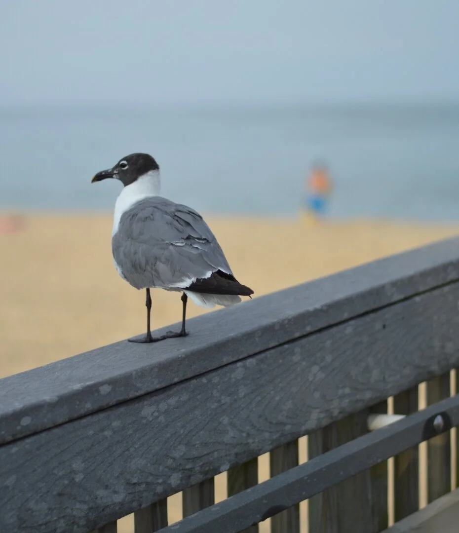 Seagull perched on a wooden railing overlooking a beach with a blurred person in the background near the water.