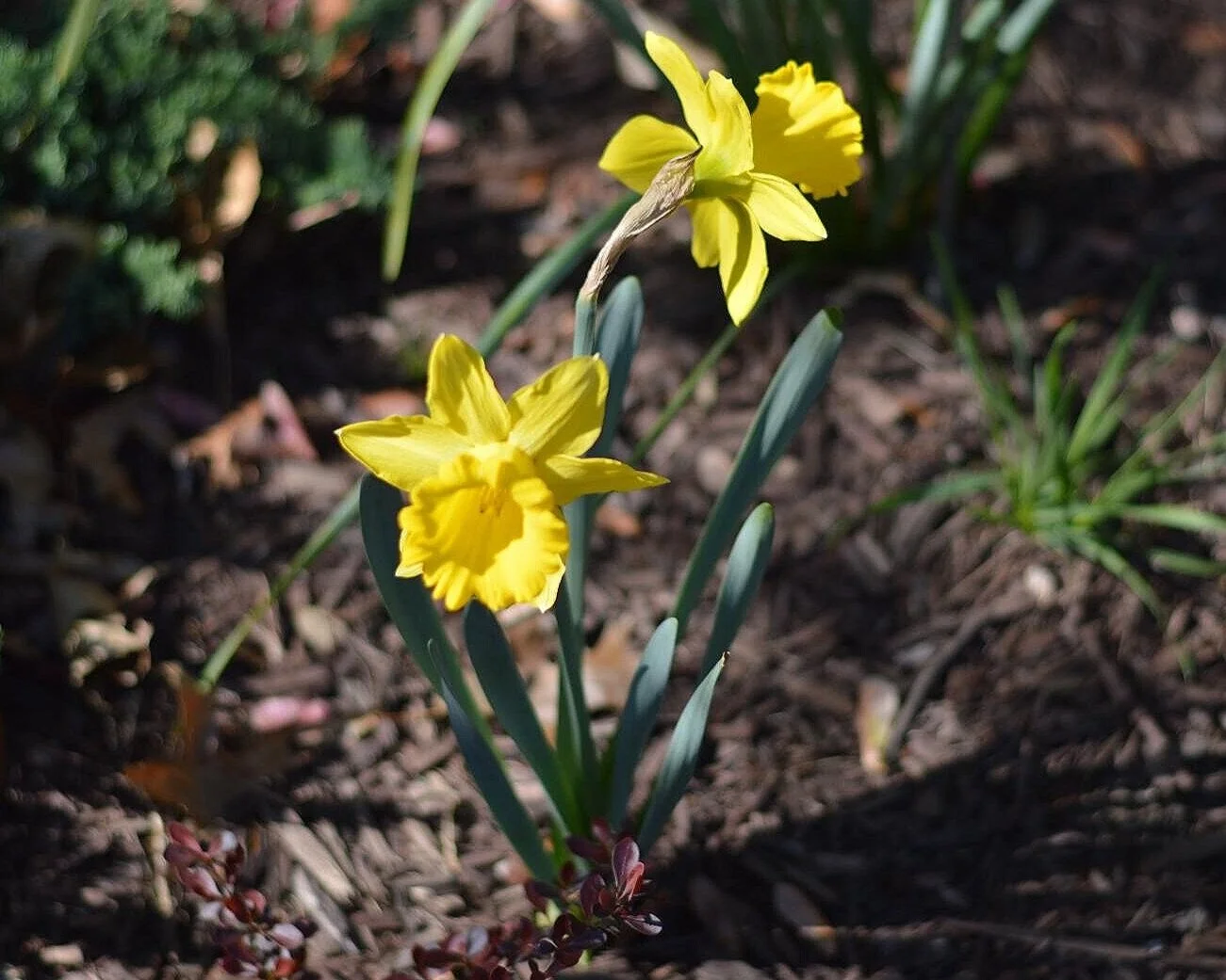 Yellow daffodils flowering in a garden bed with dark soil and green foliage in the background.
