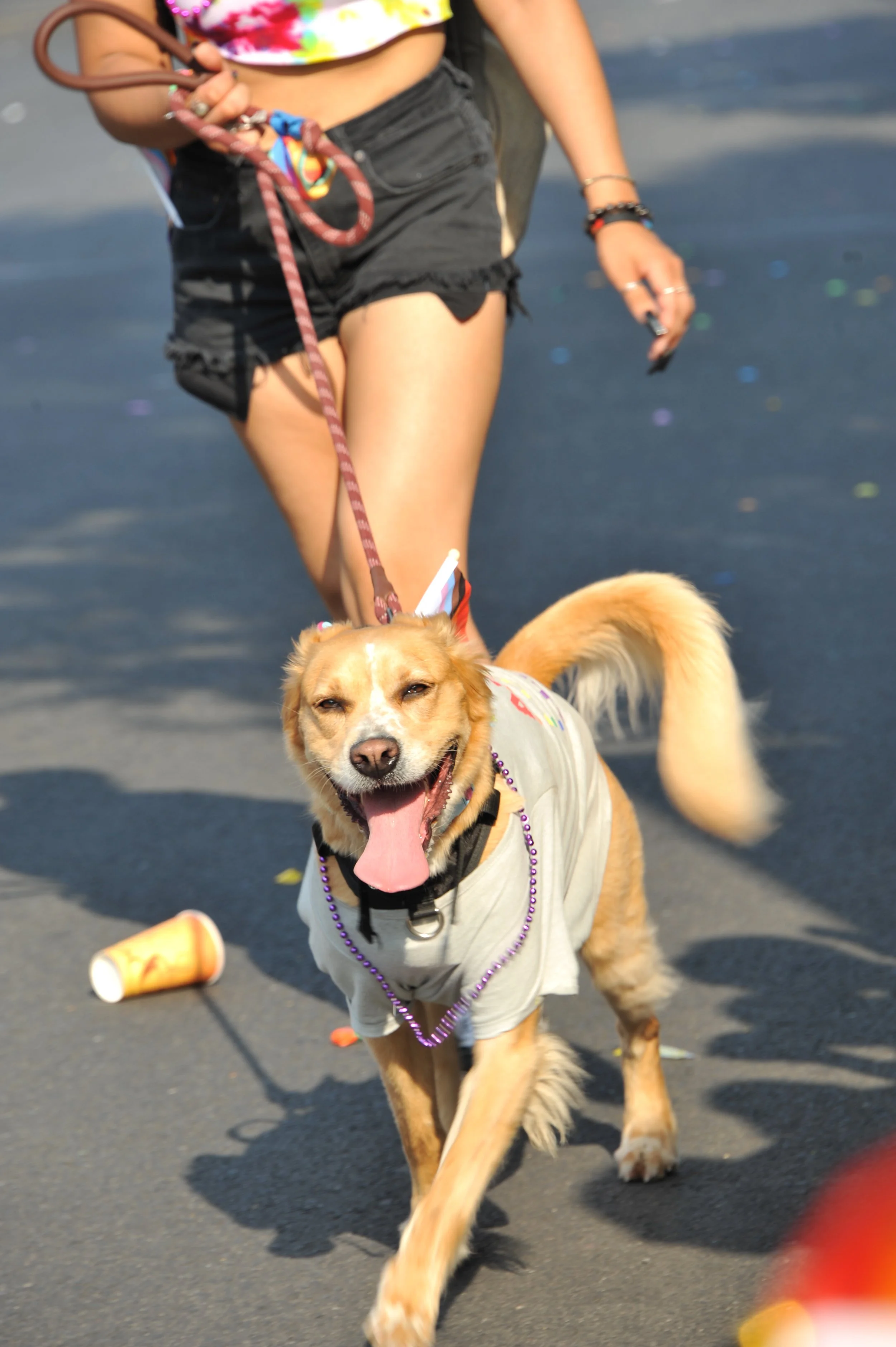 A smiling dog with a leash, wearing a gray shirt and purple beads, walking on a paved street during daylight. A person is holding the leash, wearing black shorts and a colorful top.