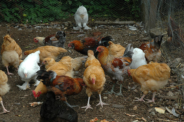 What came first the Chicken or the Egg.